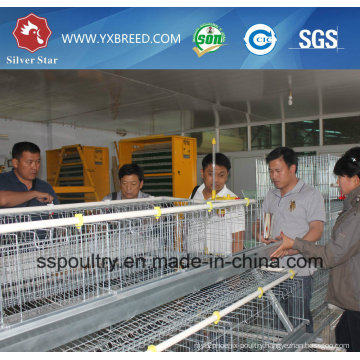 Silver Star Automatic Layer Chicken Cage System